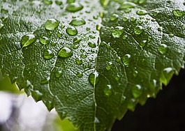 下降,滴,雨