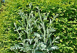薊,銀薊,刺
