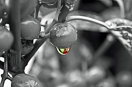 下降,植物,雨