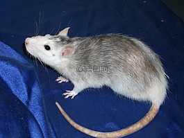動(dòng)物,大鼠,嚙齒動(dòng)物