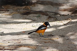 鳥,動物群,沙