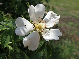花,臀部,白