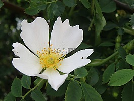 花,臀部,白