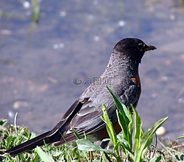 知更鳥,走,后視圖