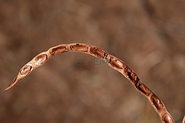 種子,干,性質(zhì)