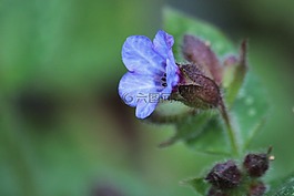lungwort,鮮花,開花