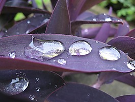 雨滴,紫葉,放大效應