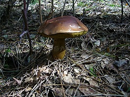 蘑菇,板栗,森林