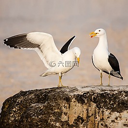 海鷗在的愛,海帶鷗,海角鷗