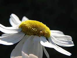 雛菊,花,白