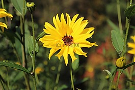花,黃色,花園