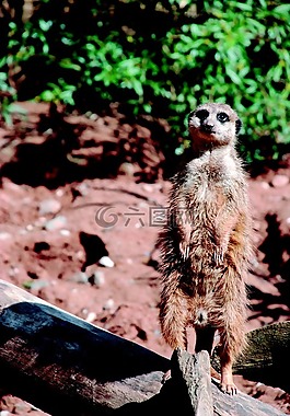 獴,動物園,貓鼬