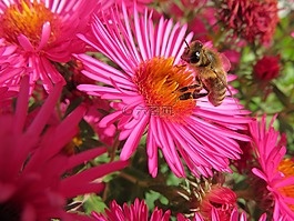 蜜蜂,herbstaster,秋季