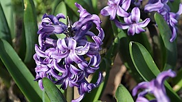 風(fēng)信子,鮮花,紫