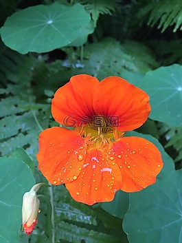 植物,花,性質(zhì)