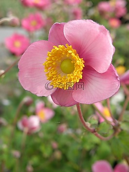 花,粉红色,细节