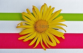 花,春天,黃色