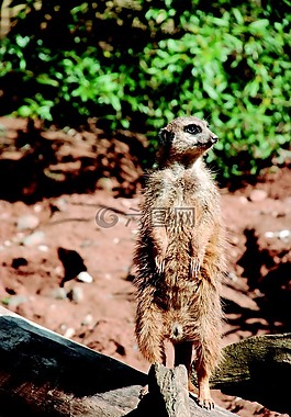 貓鼬,動物園,沙