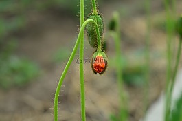 馬克,花卉,夏季花卉