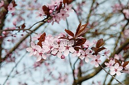 櫻花,櫻桃,鮮花