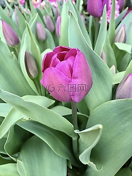 花,郁金香,春
