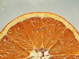 橙,橙色,水果