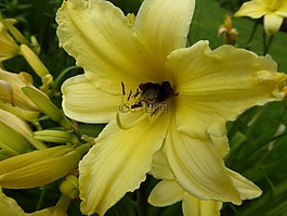 黃色花,百合,花園