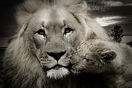 獅子,小獅子,年輕的動物