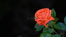 玫瑰,花,鮮花