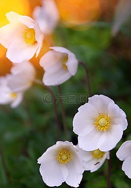 花卉,植物,性質(zhì)