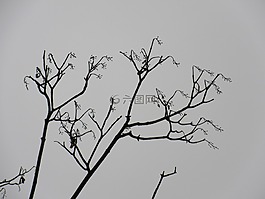分支機(jī)構(gòu),剪影,花絲