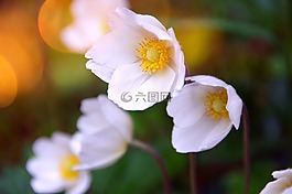 性質(zhì),花卉,植物
