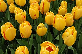 郁金香,花,花園