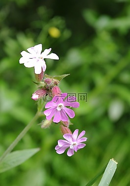 鮮花,性質(zhì),粉紅色