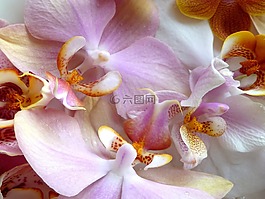 蘭花,蝴蝶蘭,宏攝影