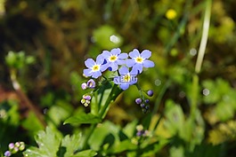 不要忘了我,藍(lán)色的花,na