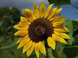 太陽花,夏季,黃色