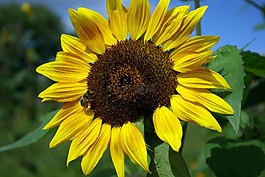 太陽花,夏季,黃色