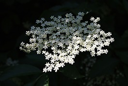 lichtspiel,白花,廠