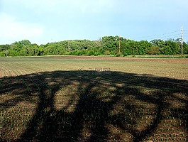 陰影,玉米田,農(nóng)場