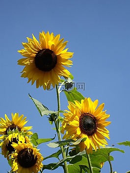 廠,花,太陽花