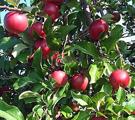 蘋果,光明,紅色