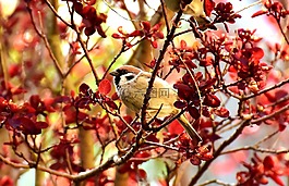 麻雀,鳥,小小鳥