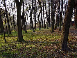 公園,秋,胡同