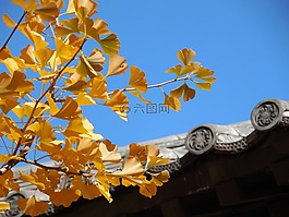 銀杏,葉子,秋天