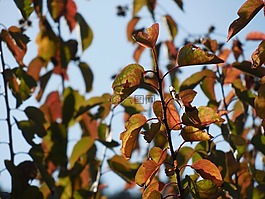 植物,葉子,秋