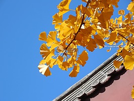 銀杏,葉子,秋天