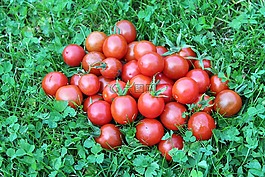 西紅柿,蔬菜,性質(zhì)