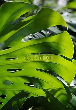 monstera 獼猴桃,葉,自然