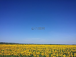 向日葵,作物,黃色